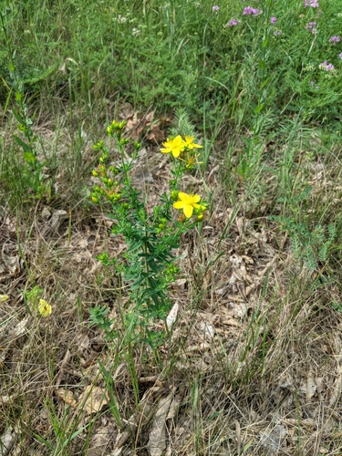 Spotted St. John's Wort detail