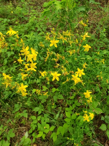 Spotted St. John's Wort detail