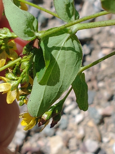 Spotted St. John's Wort detail