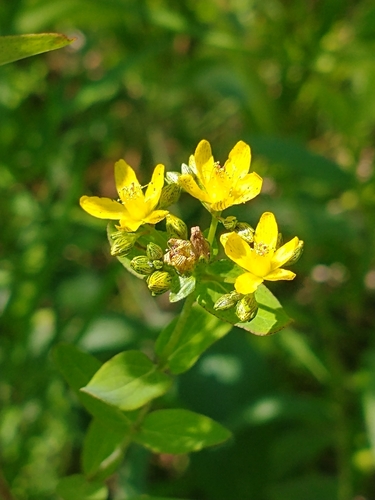 Spotted St. John's Wort detail
