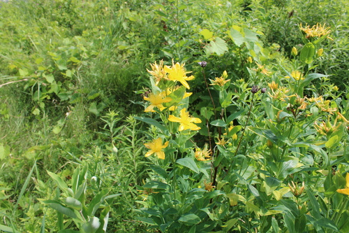 Great St. John's Wort detail