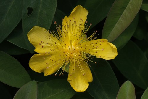 Great St. John's Wort detail
