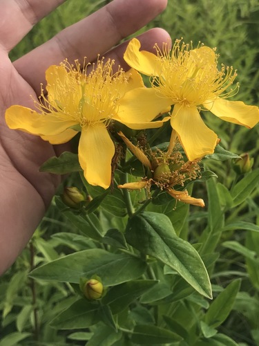 Great St. John's Wort detail