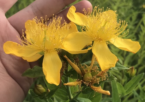 Great St. John's Wort detail