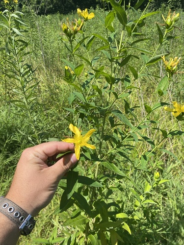 Great St. John's Wort detail