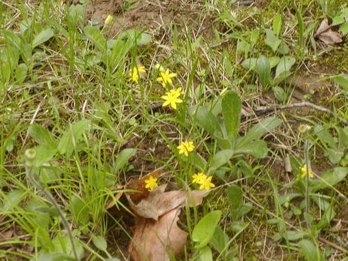 Yellow Star Grass detail