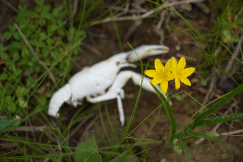 Yellow Star Grass detail
