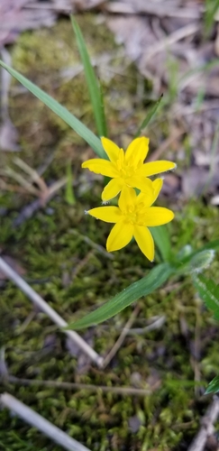 Yellow Star Grass detail
