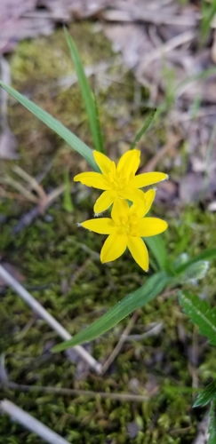 Yellow Star Grass detail