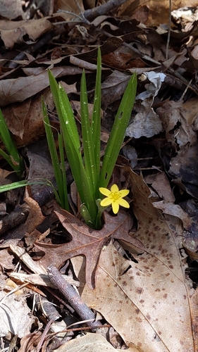 Yellow Star Grass detail