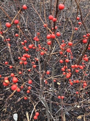 Winterberry detail