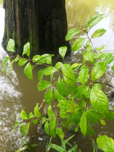 Winterberry detail