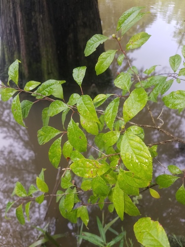 Winterberry detail