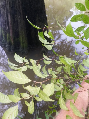 Winterberry detail
