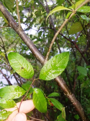 Winterberry detail