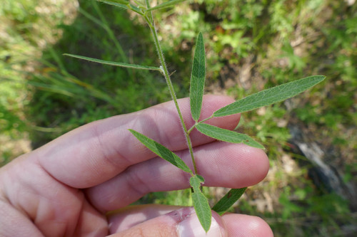 Round-headed Bush Clover detail