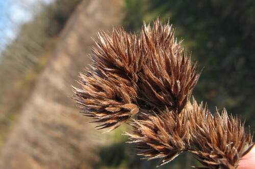 Round-headed Bush Clover detail