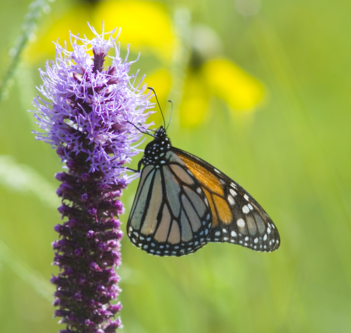 Prairie Blazing Star detail