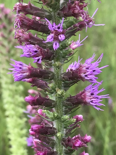 Prairie Blazing Star detail