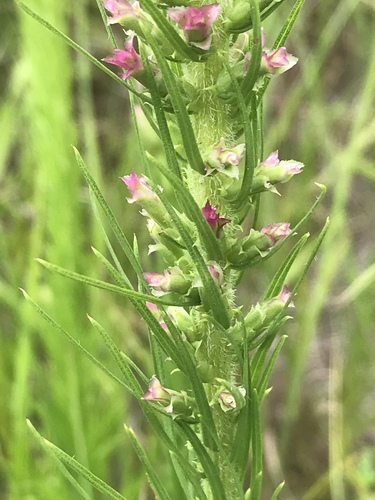 Prairie Blazing Star detail