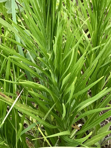 Prairie Blazing Star detail