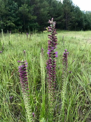 Prairie Blazing Star detail