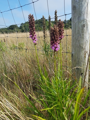 Dense Blazing Star detail