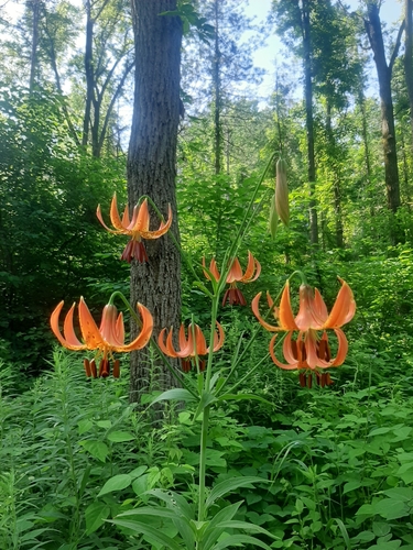 Michigan Lily detail