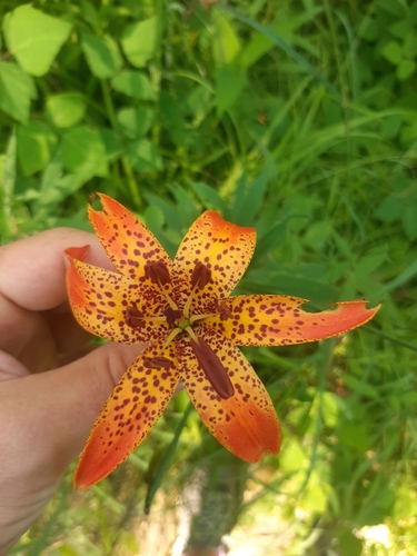 Michigan Lily detail