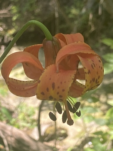 Michigan Lily detail