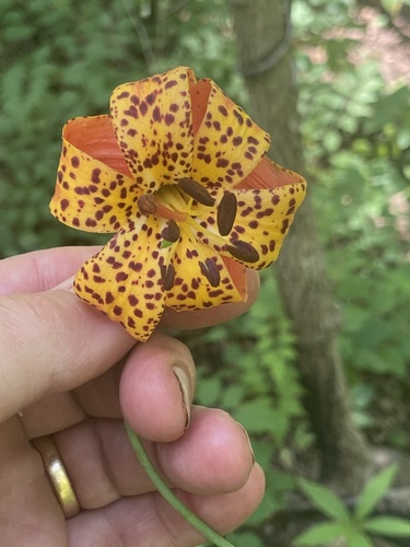 Michigan Lily detail