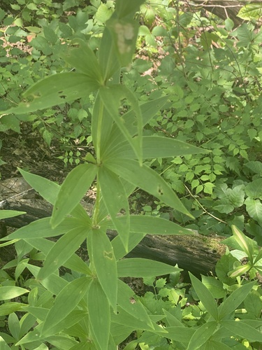 Michigan Lily detail