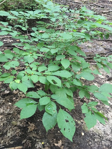 Spicebush detail