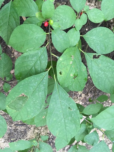 Spicebush detail