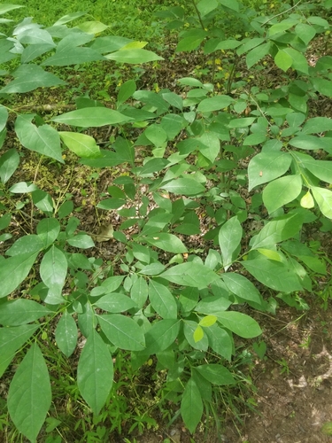 Spicebush detail