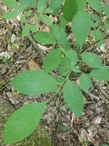 Spicebush detail