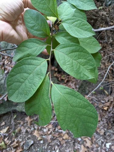 Spicebush detail