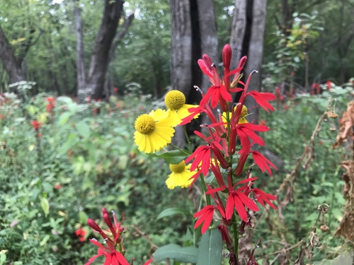 Cardinal Flower detail