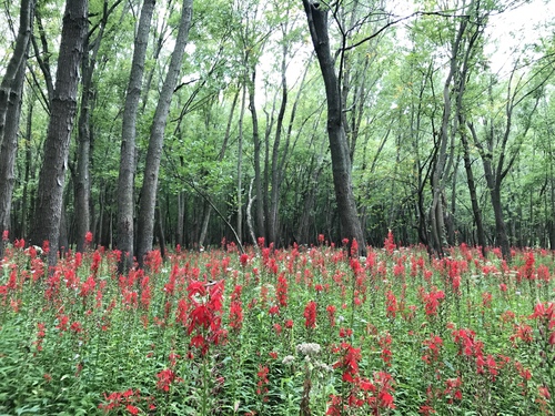 Cardinal Flower detail