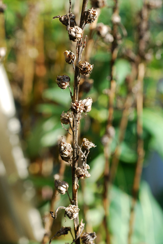 Cardinal Flower detail
