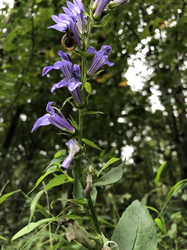 Great Blue Lobelia detail