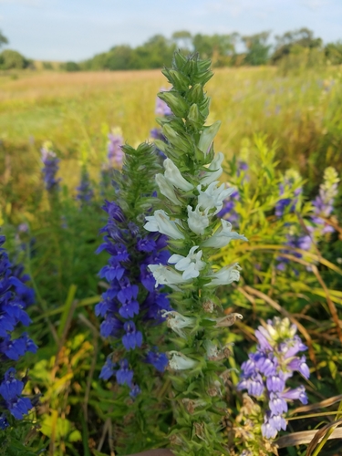 Great Blue Lobelia detail
