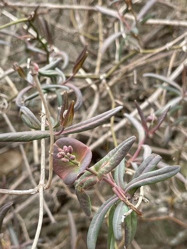 Coral Honeysuckle detail