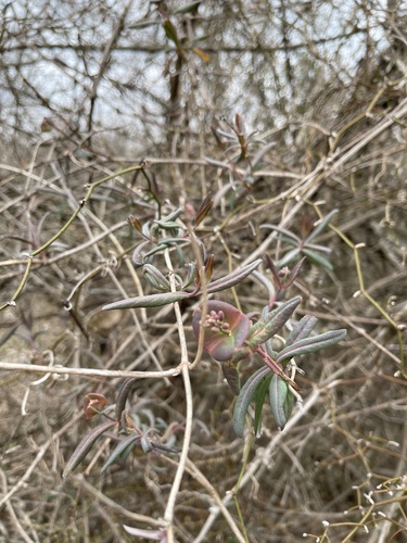 Coral Honeysuckle detail