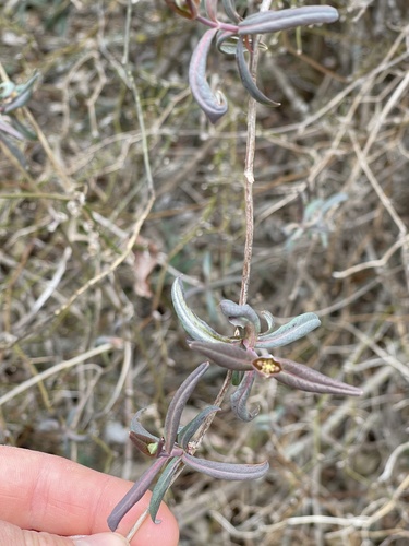 Coral Honeysuckle detail