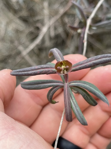 Coral Honeysuckle detail