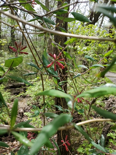 Coral Honeysuckle detail
