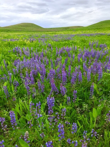 Wild Lupine detail