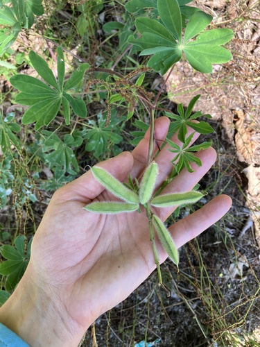 Wild Lupine detail