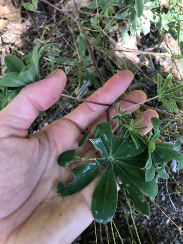 Wild Lupine detail